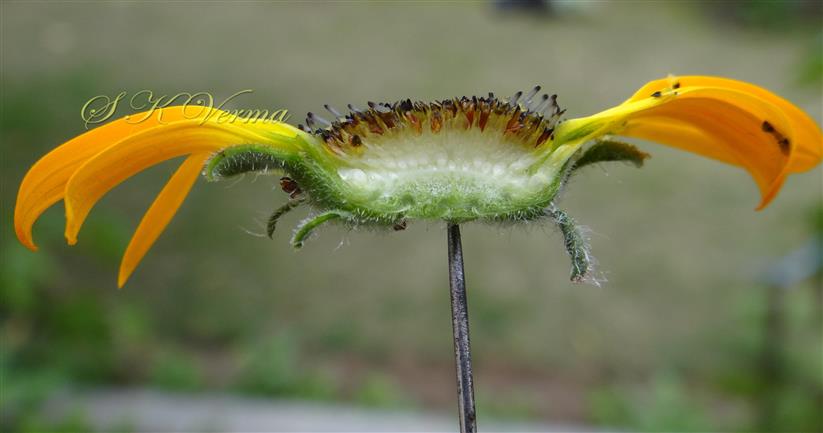  Capitulum V.S (Receptacle).